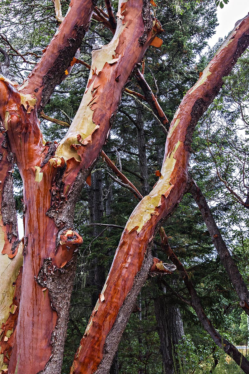 Arbutus Trees, East Sooke, BC