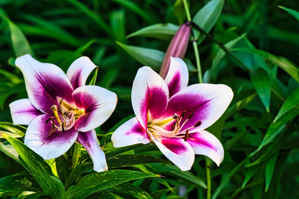Showy lily, English Garden