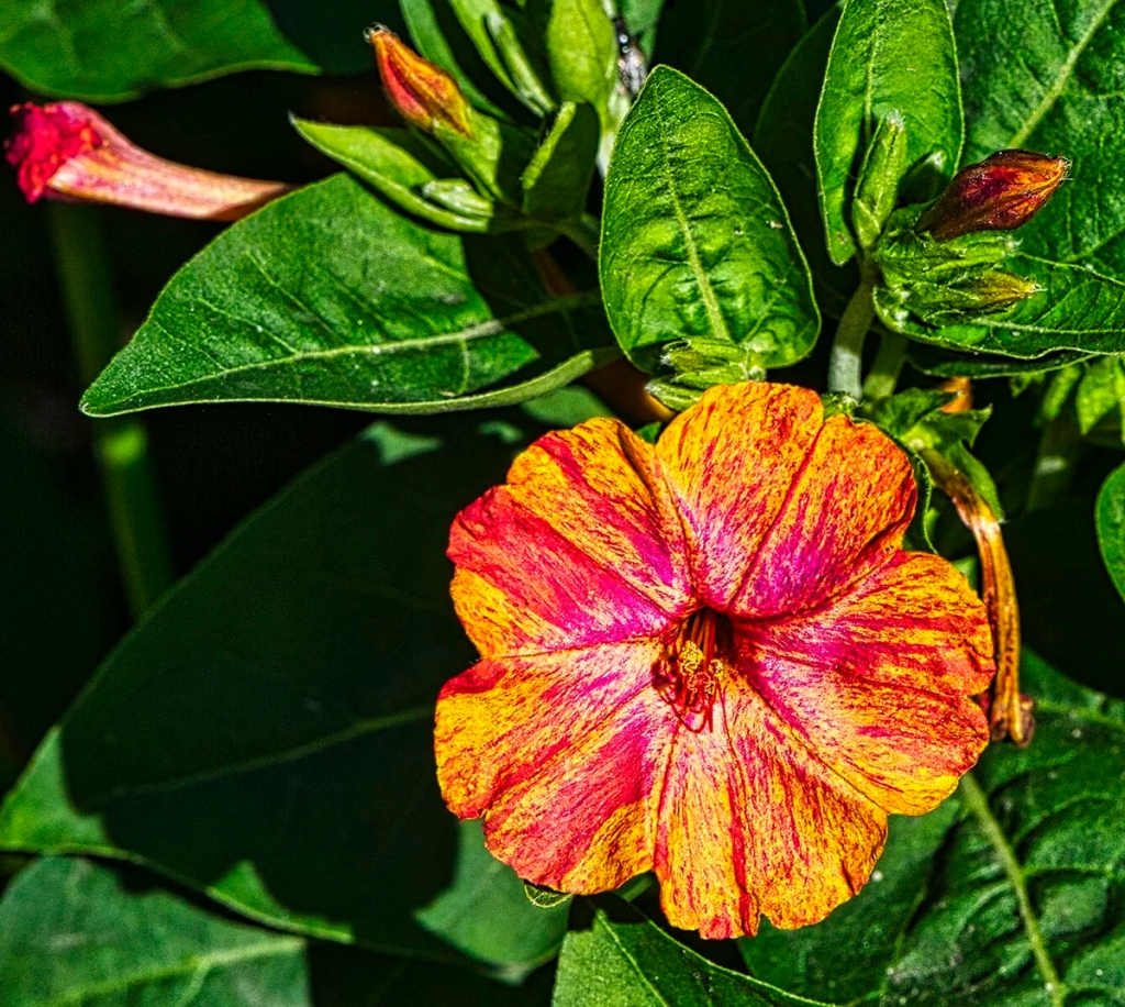 Four o'clock flower, English Garden, Winnipeg, Manitoba