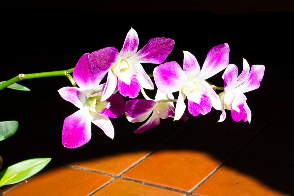 Dendrobium Noble Orchids, Wat Lok Moli, Chiang Mai