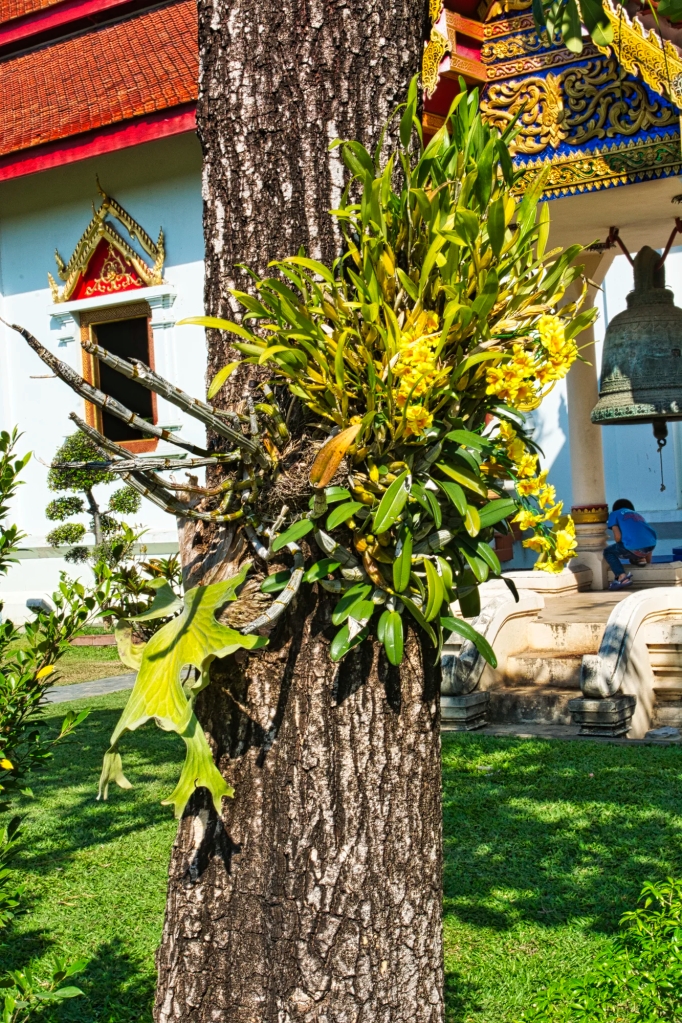 Crimson Cattleya epiphyte, Wat Phra Singh, Chiang Mai