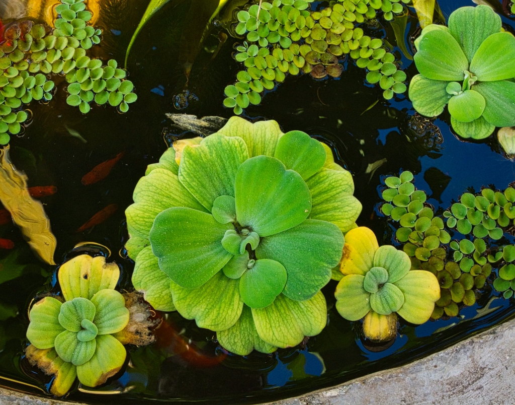 Water lettuce & Floating watermoss, Chiang Mai
