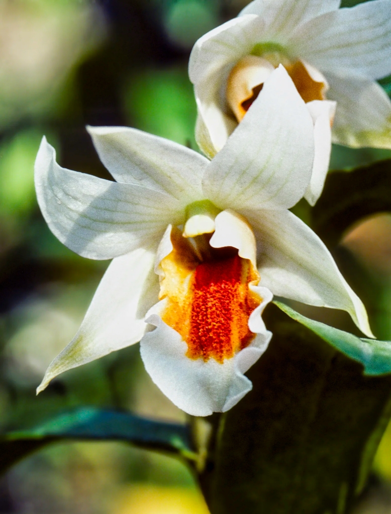 Sticky coelogyne, Orchid Farm, Chiang Mai