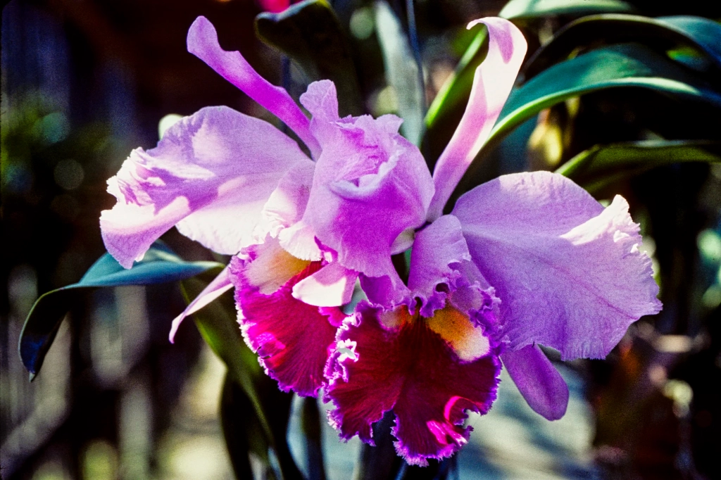 Crimson Cattleya orchid, Orchid Farm, Chiang Mai