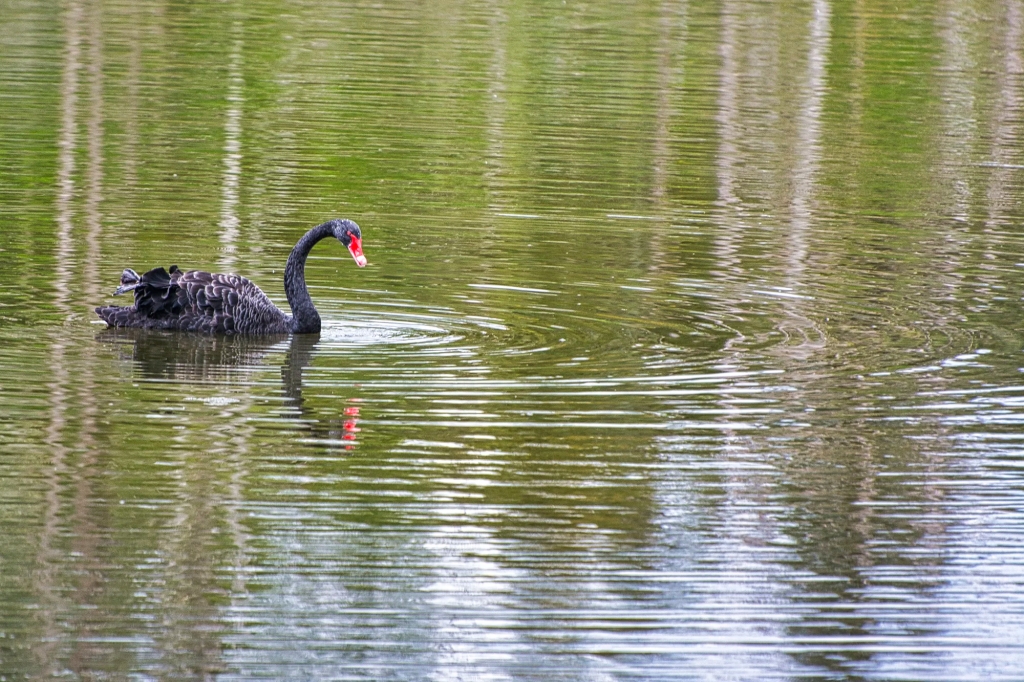 Black Swan, Lake Rotomahana, Waimangu, NZ
