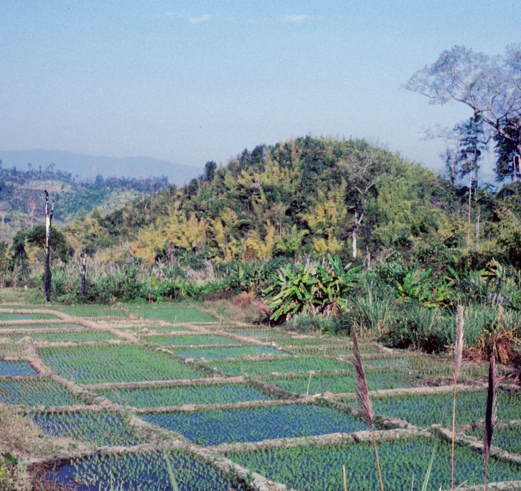 Rice Paddies near Burma, Hill Tribe Trek, TH  48-27