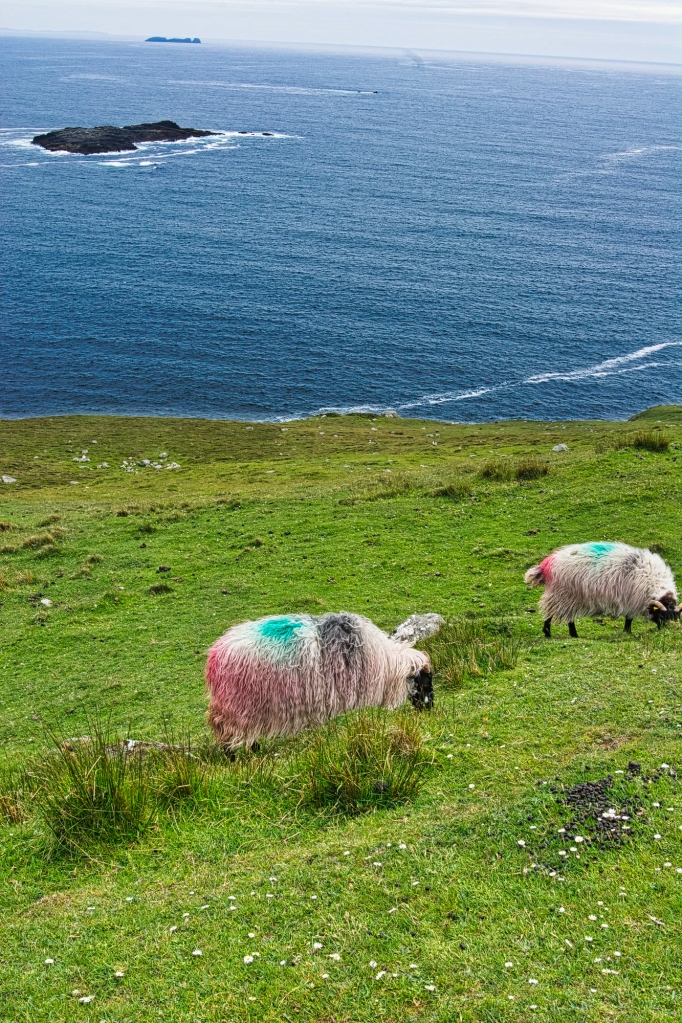 Colourful Sheep, Highway L1405, Achill Island, Co. Mayo, Ireland