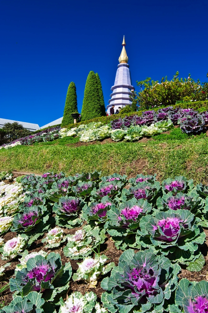 Red Cabbage, Doi Inthanon Pagoda Gardens, Chiang Ma Prov., Thailand