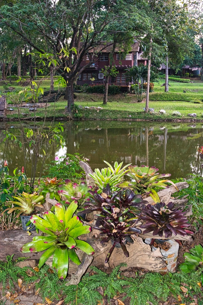 Blushing bromeliad, Touch Star Resort, Doi Inthanon, Thailand