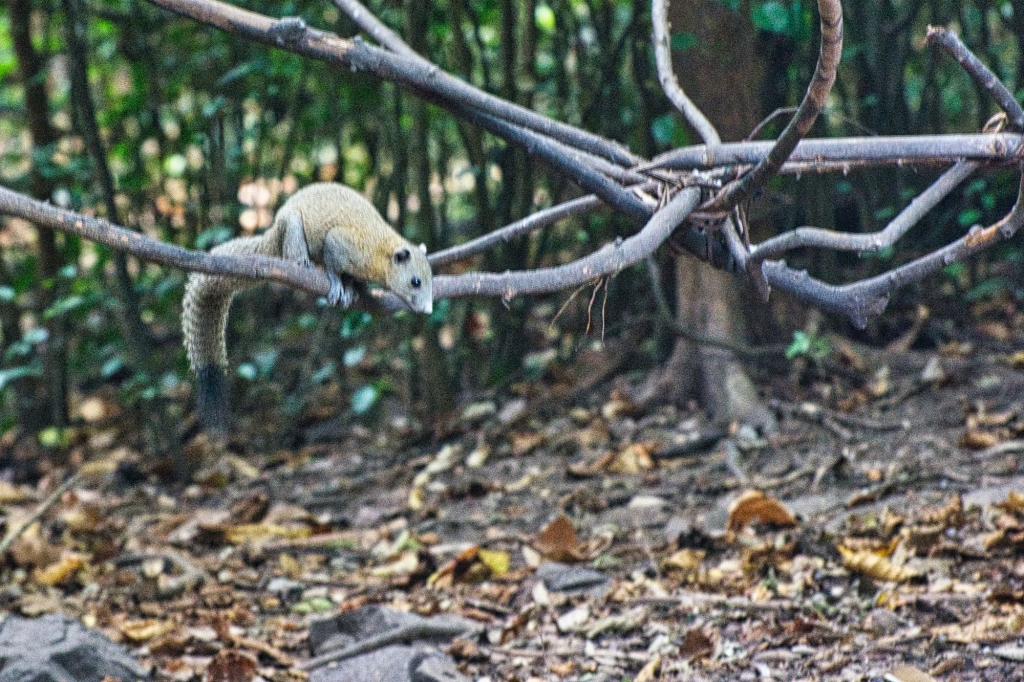 Grey-bellied Squirrel, Kaeng Krachan NP, Thailand