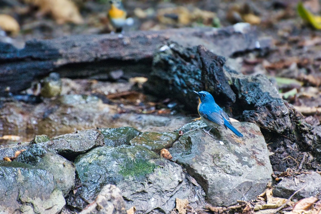 Indochinese Blue Flycatcher, Kaeng Krachan NP, Thailand