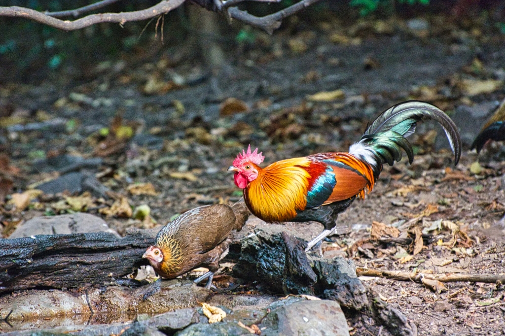 Red Junglefowl, Kaeng Krachan NP, Thailand