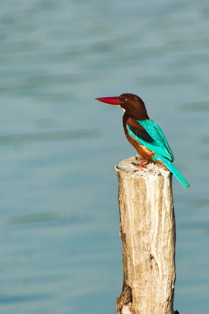 White-throated Kingfisher, Laem Phak Bia Project, Thailand