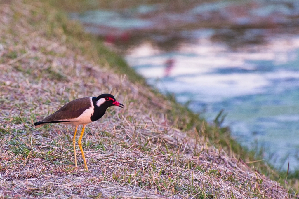Red-wattled Lapwing, Laem Phak Bia Project, Thailand