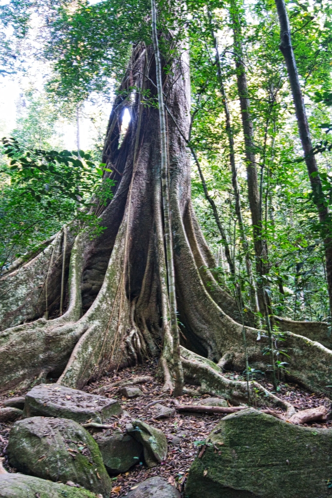 Baing tree, Khao Yai NP, Thailand