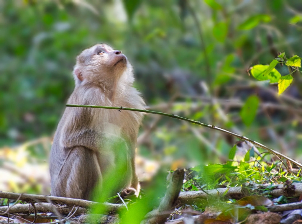 Macaque, Khao Yai NP, Thailand