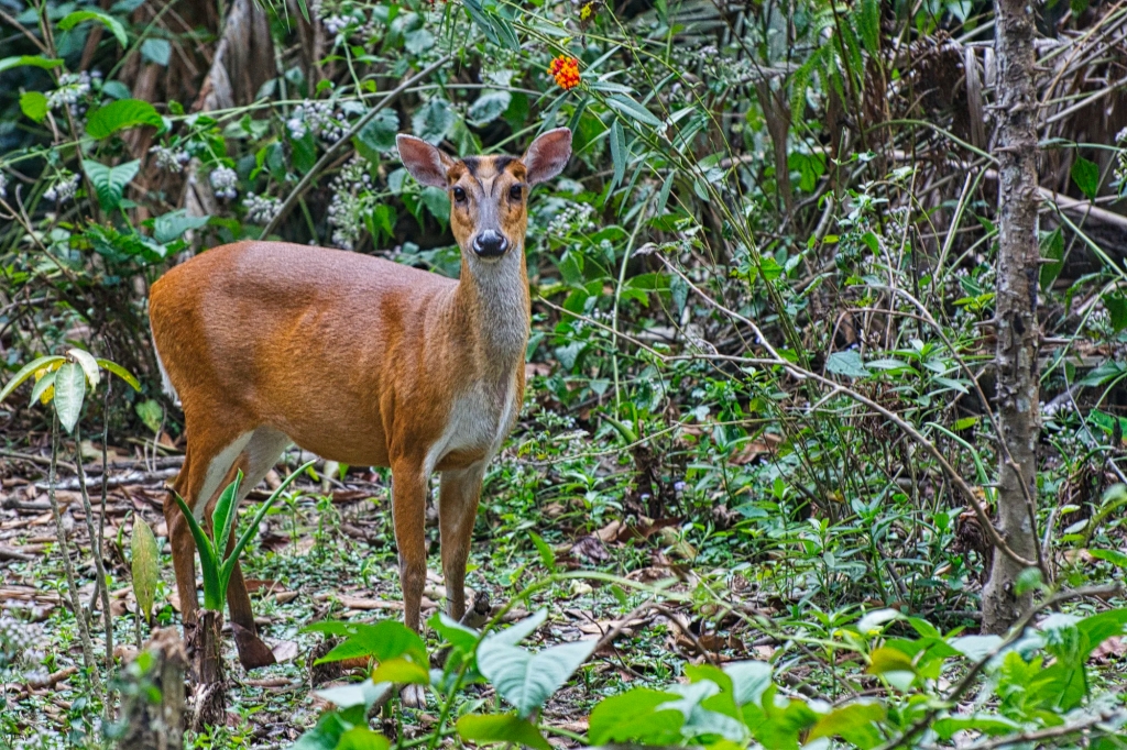 Southern Red Muntjac (Deer), Khao Yai NP, Thailand