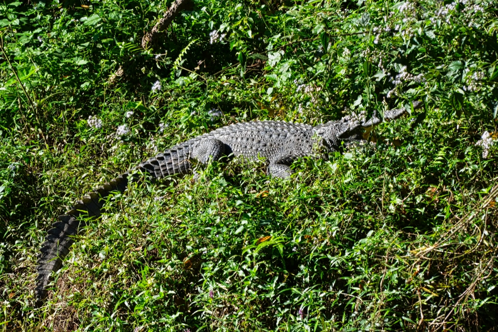 Crocodile near Haew Su Wat Waterfall, Khao Yai NP, Thailand